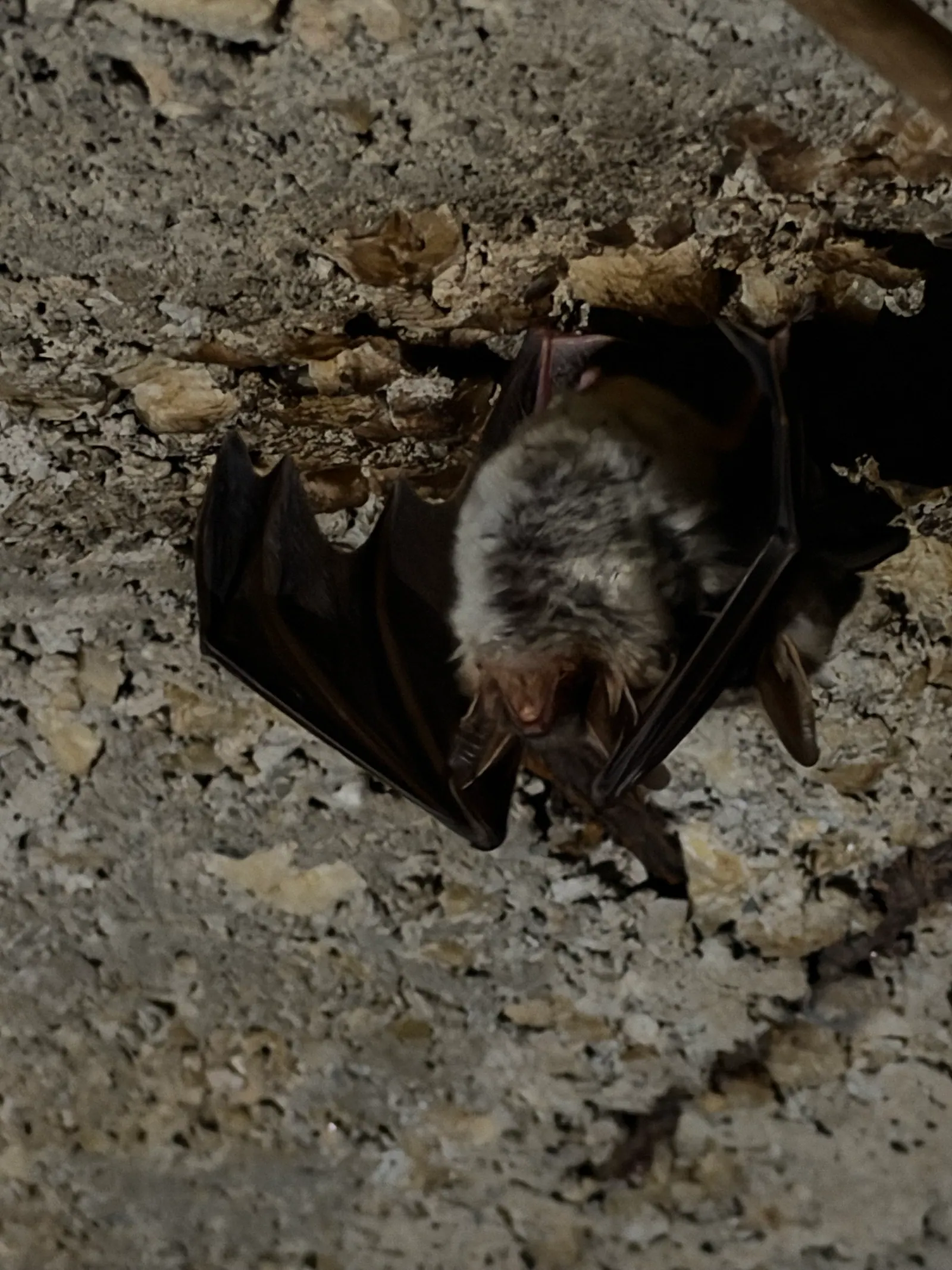 Fledermaus hängt an der Höhlenwand