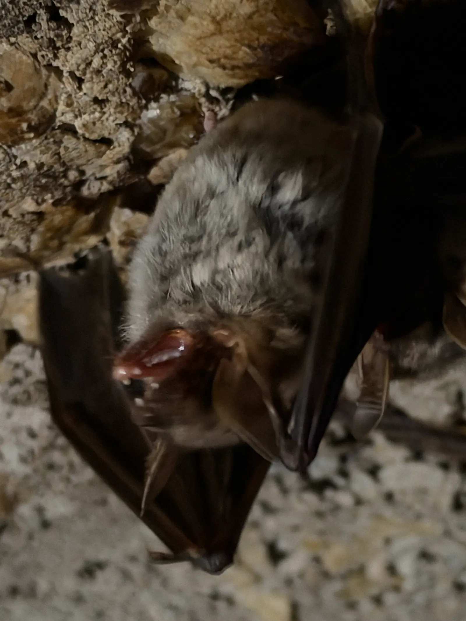 Fledermaus hängt an der Höhlendecke