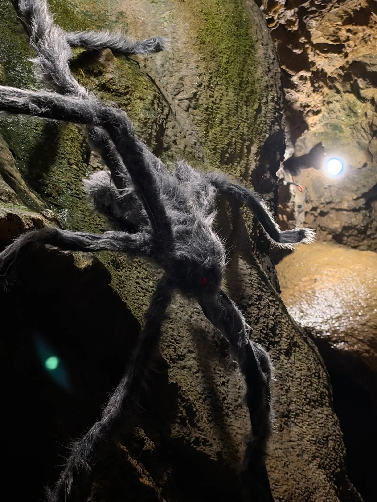 Große Dekorationsspinne an der Höhlenwand