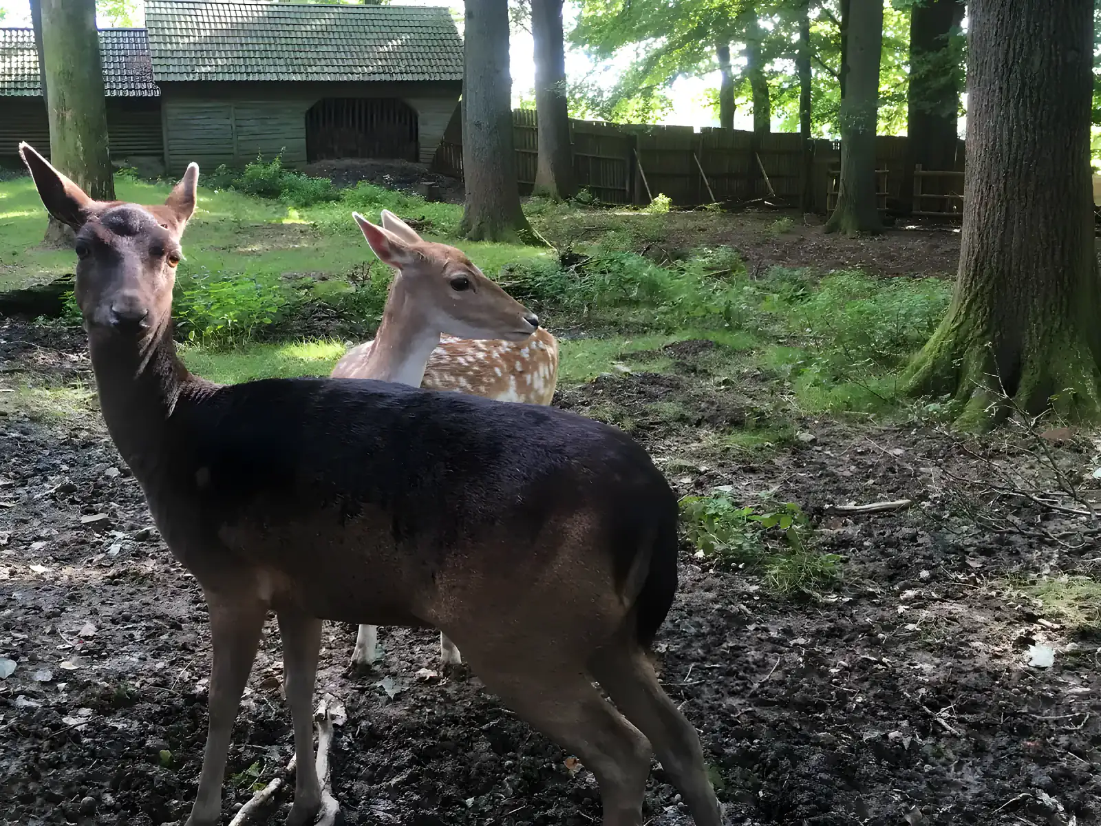 Damhirsche im Gehege des Wildparks