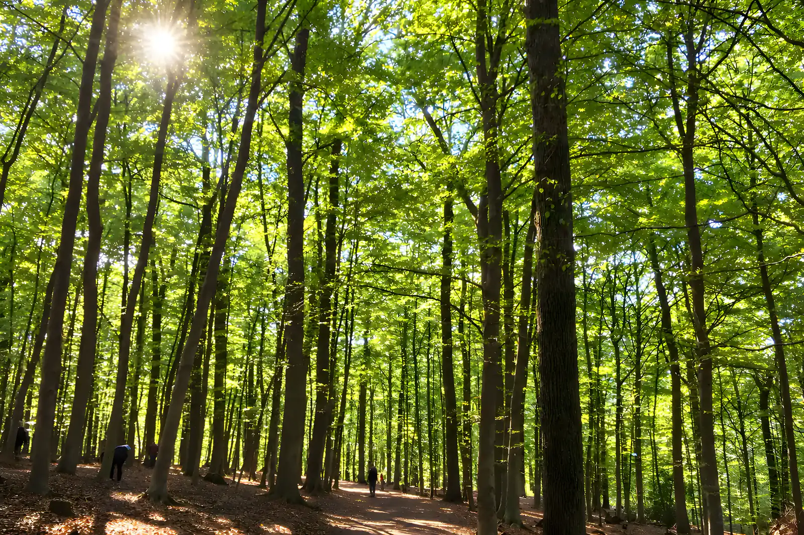 Waldweg mit Sonnenstrahlen im Buchenwald des Wildparks
