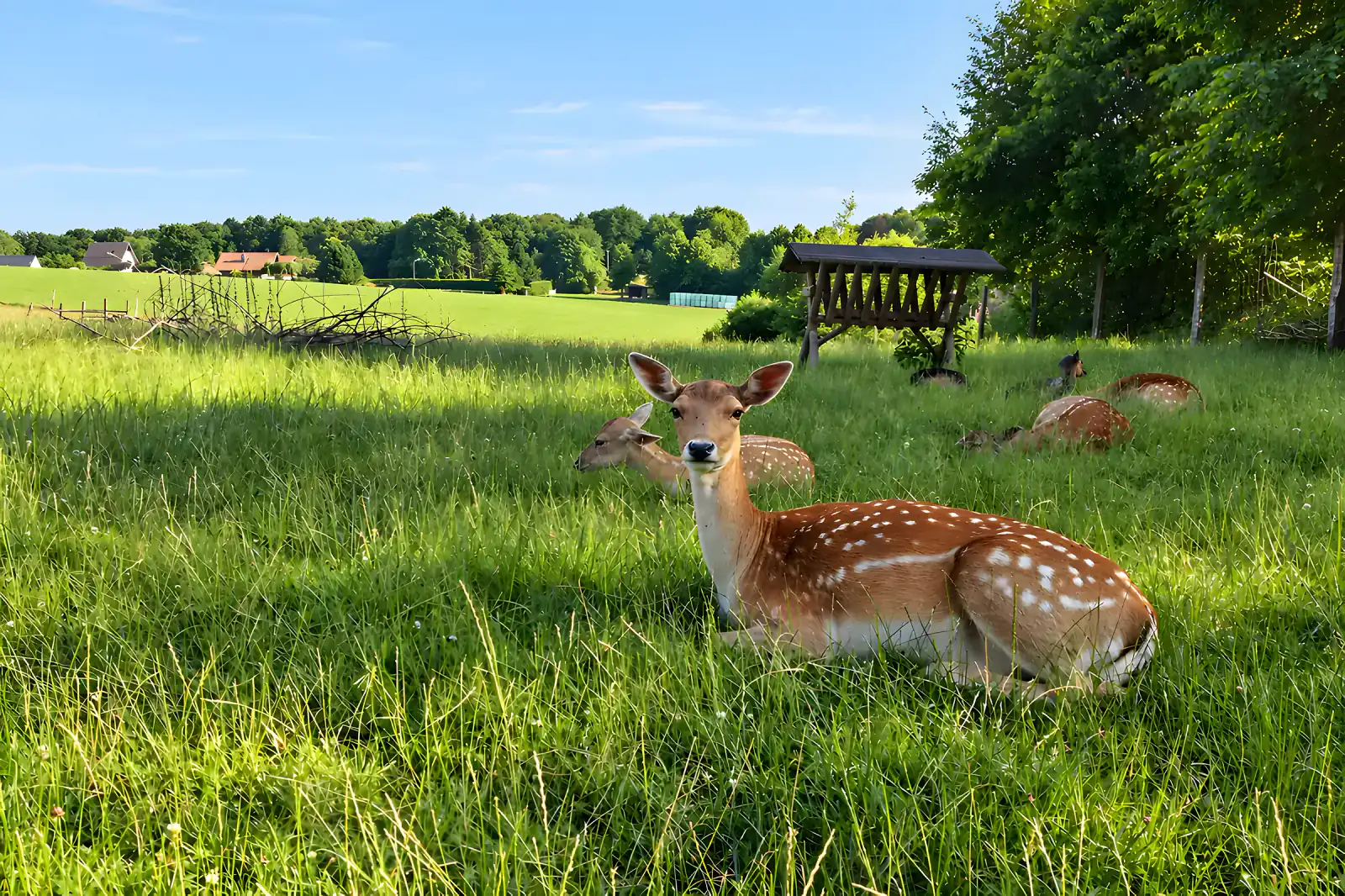 Jong wild ligt op een weide in het wildpark