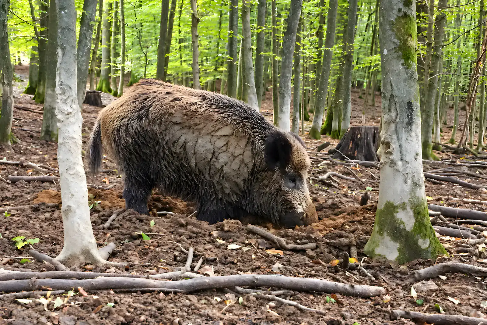 Wildschwein im Buchenwald des Wildparks